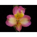 Alstroemeria - Lilac (SA) (bunch of 10 stems)